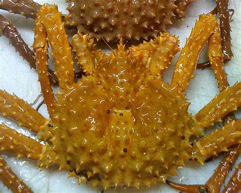 Golden Crab betsul